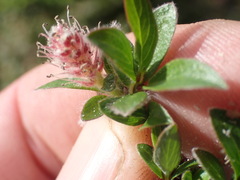 Salix cascadensis, photograph author not stated, no rights reserved