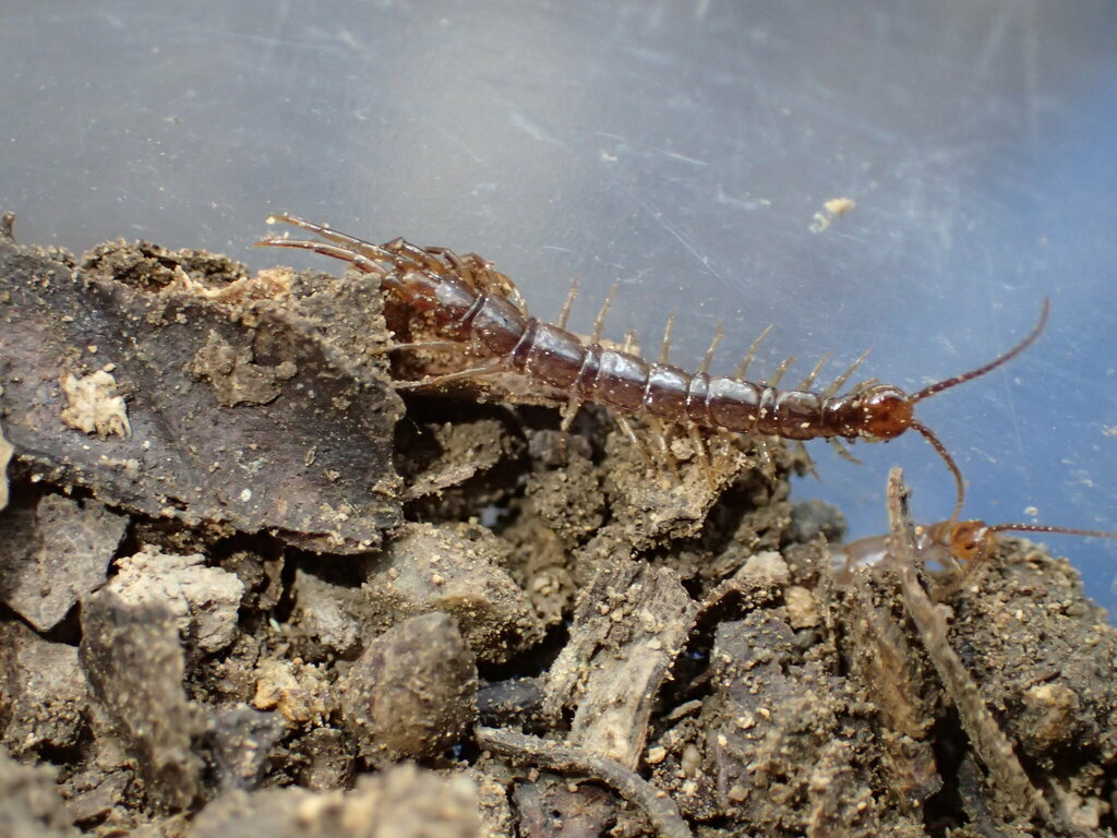 Arebius kochii