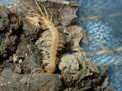 Buethobius coniugans