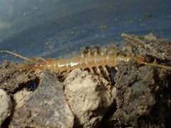 Buethobius coniugans