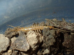 Buethobius coniugans