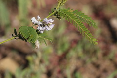 Sesbania brachycarpa