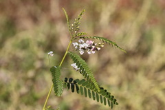 Sesbania brachycarpa