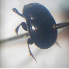 Ateuchus histeroides