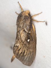 Gloveria arizonensis