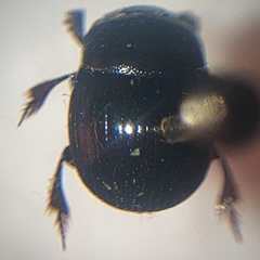 Ateuchus histeroides