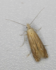 Isophrictis striatella