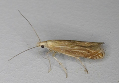 Isophrictis striatella