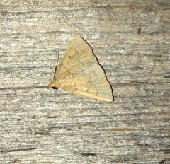 Zanclognatha marcidilinea