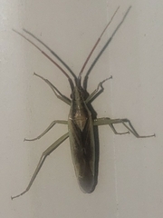 Stenodema trispinosum