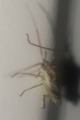 Stenodema trispinosum