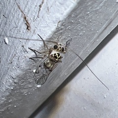 Teliapsocus