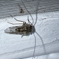 Teliapsocus