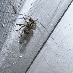 Teliapsocus
