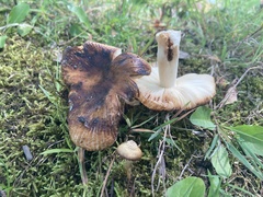 Russula pectinatoides