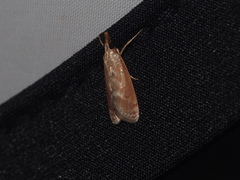 Syntonarcha iriastis