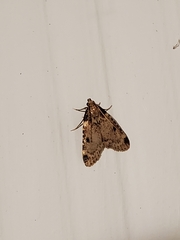 Aglossa costiferalis