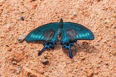 Papilio maackii