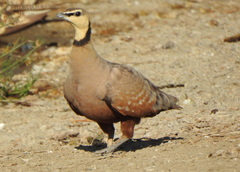 Pterocles gutturalis