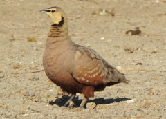 Pterocles gutturalis