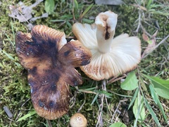 Russula pectinatoides