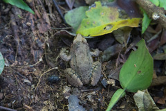 Leptodactylus leptodactyloides