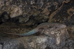 Sceloporus gadoviae