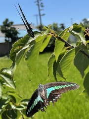 Graphium sarpedon nipponum
