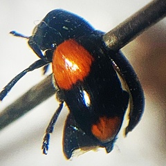 Babia quadriguttata