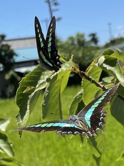 Graphium sarpedon nipponum