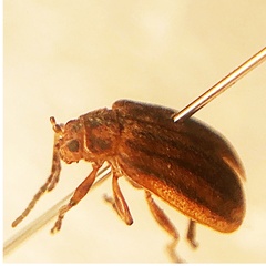 Ophraella conferta