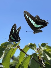 Graphium sarpedon nipponum