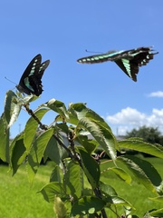 Graphium sarpedon nipponum