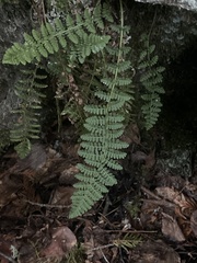 Woodsiaceae