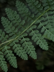 Woodsiaceae