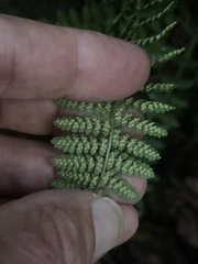 Woodsiaceae