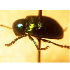 Chrysochus auratus