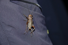 Teleogryllus derelictus