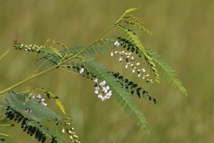 Sesbania brachycarpa
