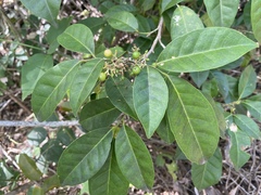 Glycosmis trifoliata