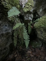 Woodsiaceae