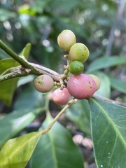 Glycosmis trifoliata