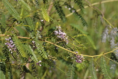 Sesbania brachycarpa
