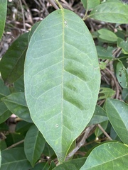 Glycosmis trifoliata