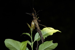 Trachythorax yunnanensis