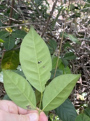 Glycosmis trifoliata