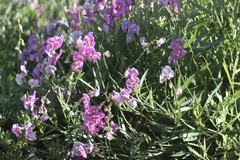 Swainsona campylantha