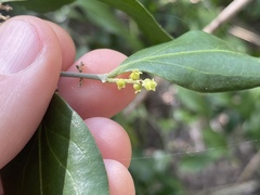 Cansjera leptostachya