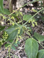 Cansjera leptostachya