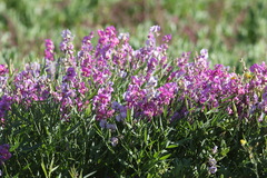 Swainsona campylantha